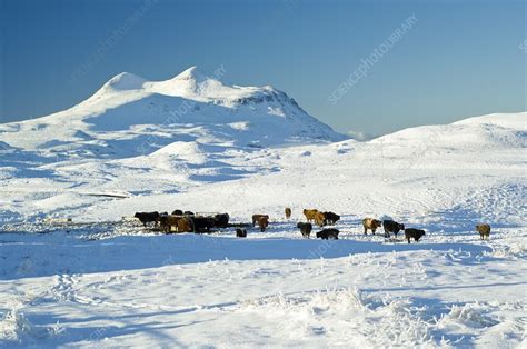Cattle In The Scottish Highlands Stock Image C0116509