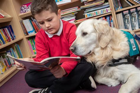 ‘reading Dogs Scheme Launched At Schools To Boost Childrens Literacy