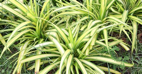 We might never think about plants like the spider plant being toxic to us. Chlorophytum | ASPCA