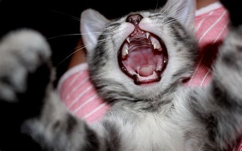 Cute Kitten Yawn Wallpaper 1920x1200 12591