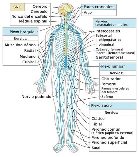 Sistema Nervioso Periferico Nervous System Diagram Nervous System