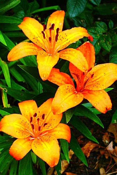 Asiatic Lily 299stem Lilly Flower Lily Wallpaper