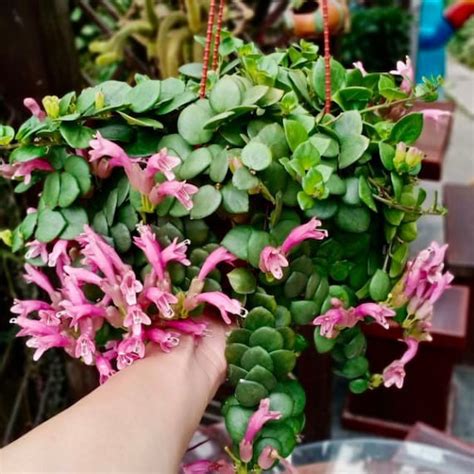 Rare Pink Lipstick Plant Aeschynanthus Radicans Thai Pink Etsy
