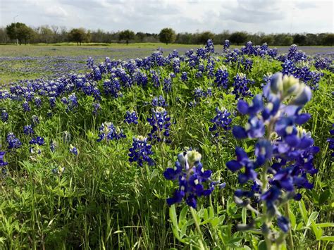 Bluebonnets Blooming In Brenham