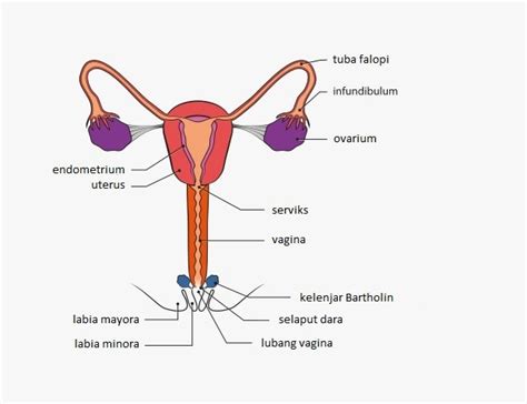 Gambar Alat Reproduksi Wanita Newstempo