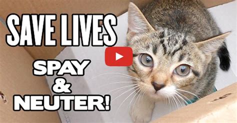 Save Lives Spay And Neuter We Love Cats And Kittens