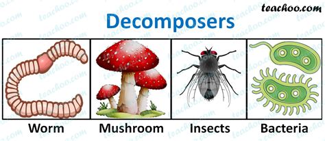 Describe The Role Of Decomposers In An Ecosystem Alejandrakruwschmidt