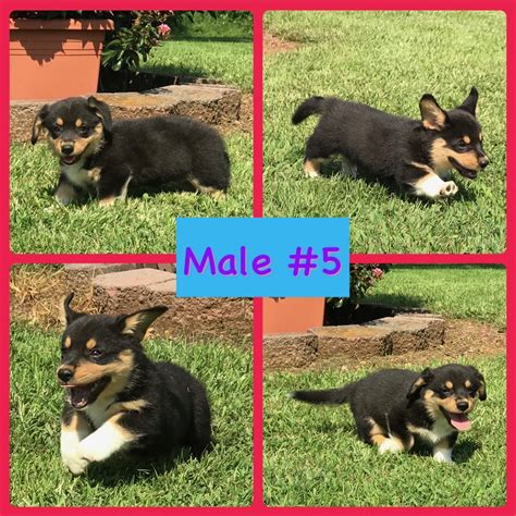 Corgis are intelligent, gentle, and incredibly cute. Pembroke Welsh Corgi Puppies For Sale | Smiths Grove, KY #280998