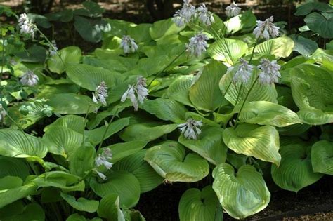 Hosta Sum And Substance Hosta Plantain Lily From Johnson Farms Inc