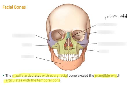 Face Bones Diagram Quizlet