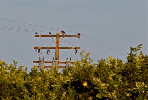 Free photo: Hawk on a Pole - Bird, Blue, Bspo06 - Free Download - Jooinn