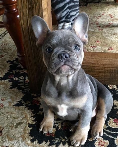 Why not use names that have been used for queens and princesses, past and present? Bella and the Bulldogs Then and Now 2016 | French bulldog ...