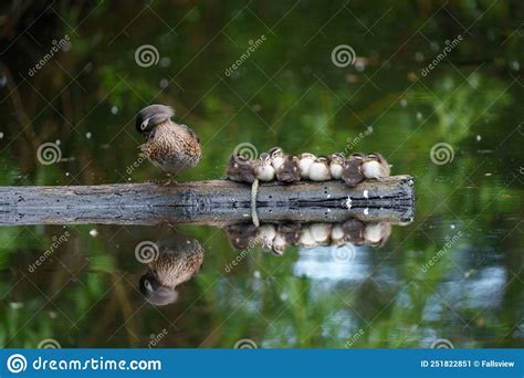 Wood Duck Mom And Ducklings Resting At Lakeside Stock Image Image Of
