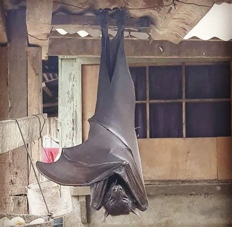 Giant Golden Crowned Flying Fox Size
