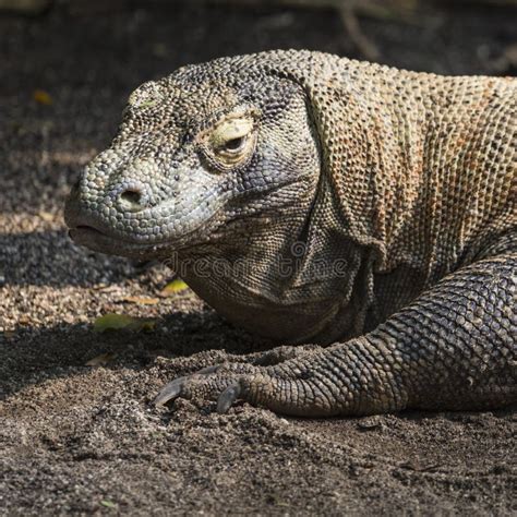 Komodo Dragon The Largest Lizard In The World Stock Image Image Of Huge Famous 63073139