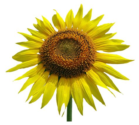 Sunflower Flower Png Image Purepng Free Transparent Cc0 Png Image