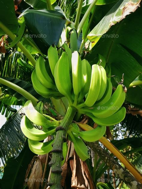 Low Angle View Of Green Bananas Growing On Tree Banana Palm Tree