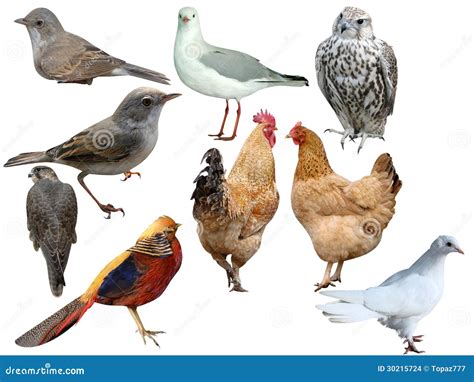 Birds A Collection Stock Photo Image Of Looks Figures 30215724