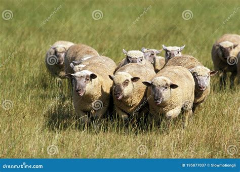 Vendeen Sheep A French Breed Herd Standing In Meadow Stock Image
