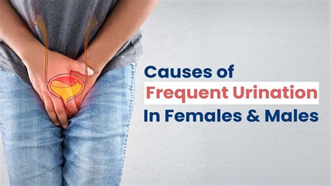 What Causes Frequent Urination Frequent Urination Causes In Females