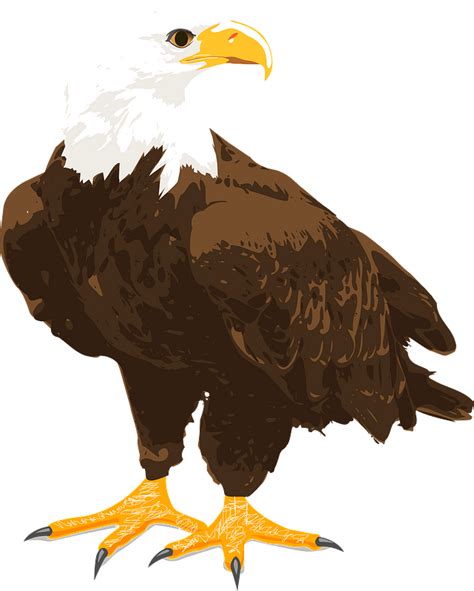 Bald Eagle Clip Art Eagle Wings Png Download 11351343 Free Images