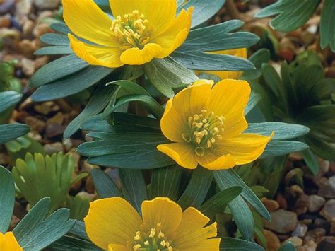 1300 x 1390 jpeg 142 кб. Yellow Winter Aconite | Shade tolerant plants, Shade ...