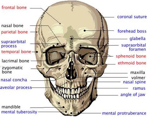 Print Anatomy And Physiology Skin And Skeletal System Flashcards Easy