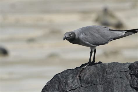 Lava Gull Galapagos Conservation Trust