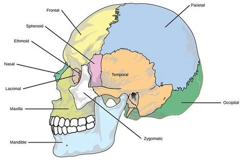 Bones have many shapes and sizes and are important to add structure to the body and protection to an intact scaphoid is important and necessary for proper wrist function because of how it interacts with the capitate is a large bone in the center of the second row of wrist bones. Pictures Of Axial Skeleton