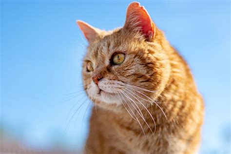 Cat degenerative diseases and symptoms. Cat Periodontal Disease - Petzoo