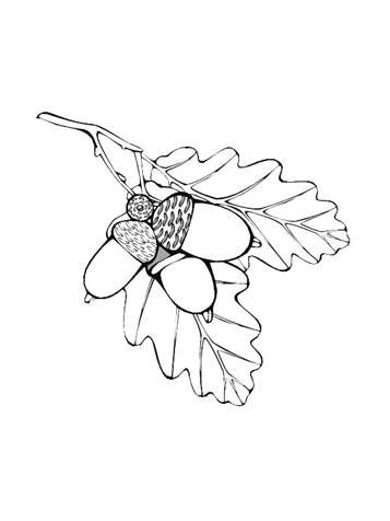 39 coloring pages of Leaves