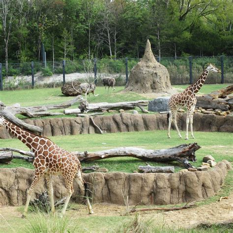 Dallas Zoo Updated August 2022 Top Tips Before You Go With Photos