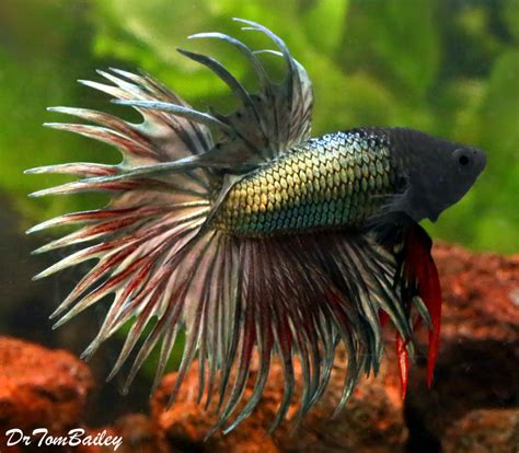 Premium MALE Green Crowntail Betta Fish Size 2 5 To 3