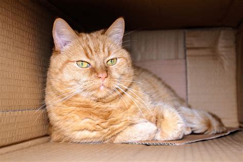 Why Do Cats Love Boxes Petozy