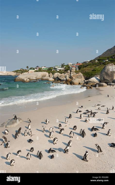 African Penguins On Boulders Beach Simons Town Cape Peninsula City