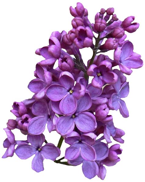 Lilac Png Transparent Images Png All