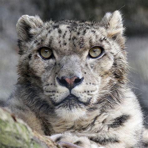 The Animal Blog — Shynghyz The Oldest Snow Leopard In Captivity