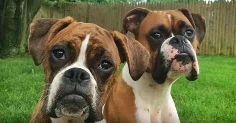 12 Problems Only Boxer Dog Owners Will Understand