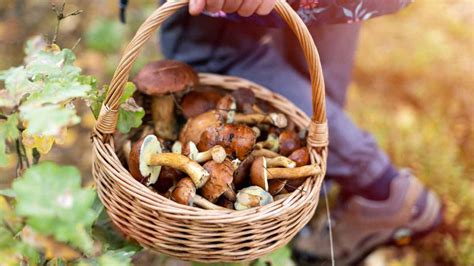 National Mushroom Hunting Day 2023 Date History Facts Activities