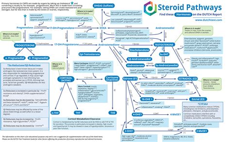 Steroid Pathways Chart Dutch Test