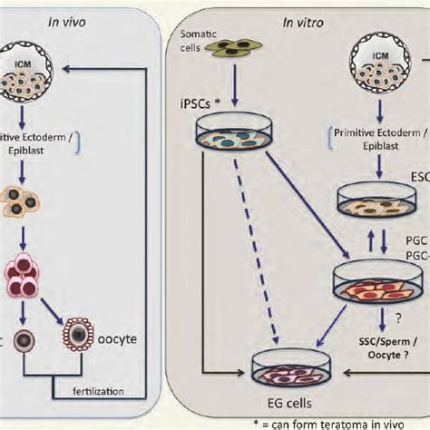 Developmental Cycle Of Mammalian Germ Cells Life Cycle Of The Mouse