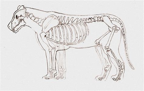Maybe you would like to learn more about one of these? Skeletal & Nervous System - snow tigermadi peebler