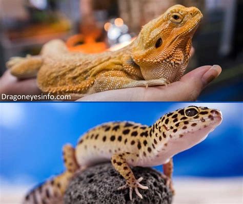 Leopard Gecko Or Bearded Dragon Dragoneyes Info