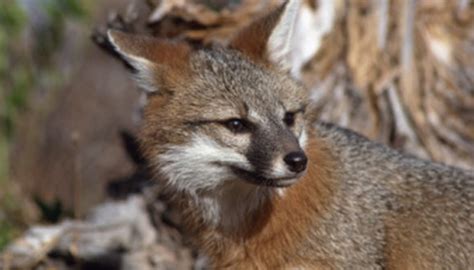 Although she belongs to the predators, her diet is very large. What Do Gray Foxes Eat? | Sciencing