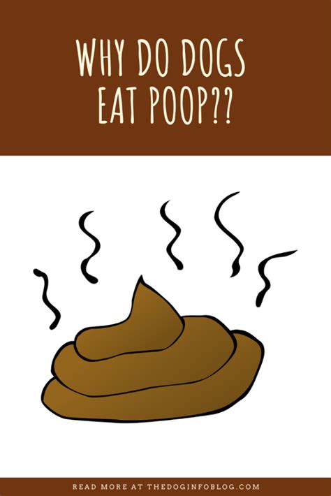 Why Do Dogs Eat Poop The Dog Info Blog