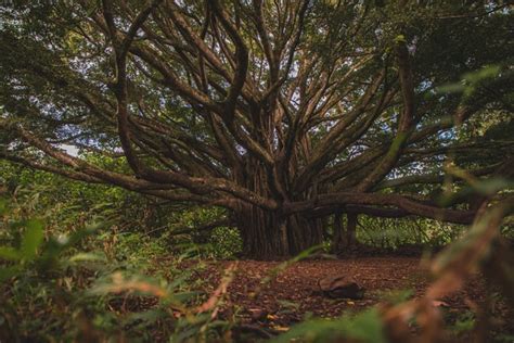 And there is no need to hurry to meet them. 60 Treebeard Quotes That All Lord Of The Rings Fans Will Love by Kidadl