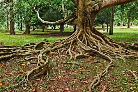 Tropical Tree Roots Royalty Free Stock Photos Image 15635058
