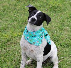 At the time of adoption he will have visited the vet and have updated shots. Boxer/Blue Heeler Mix Puppy for adoption in Waterloo ...