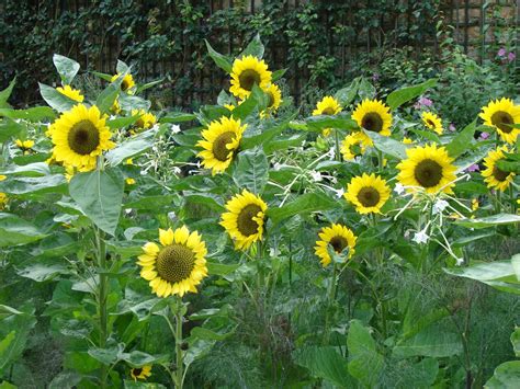 Sunflowers for Midwestern Gardens | Purdue University News & Stories