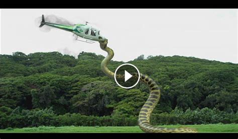 Realentertainment Real Snake Giant Snake Anaconda Attacks A Plane